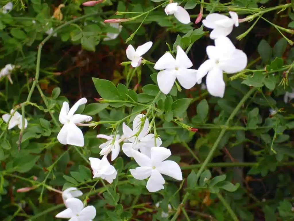 beautiful jasmine plant
