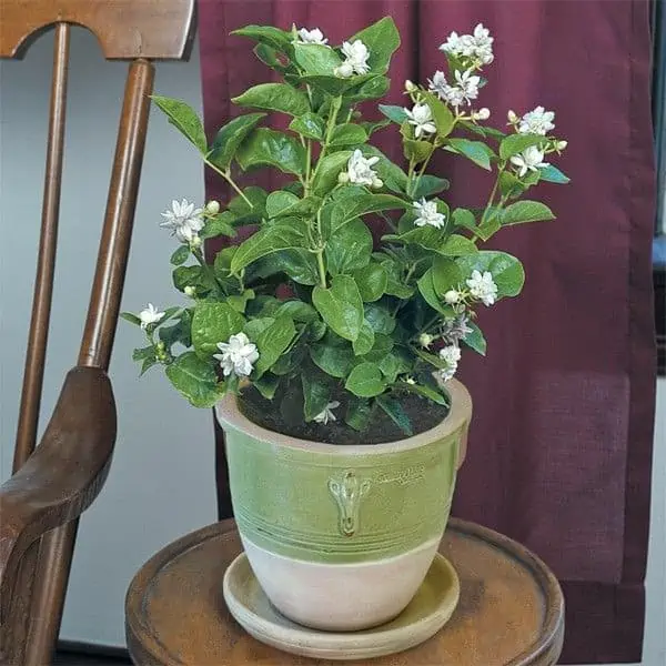 ceramic pot with wooden table and chair placed indoor.