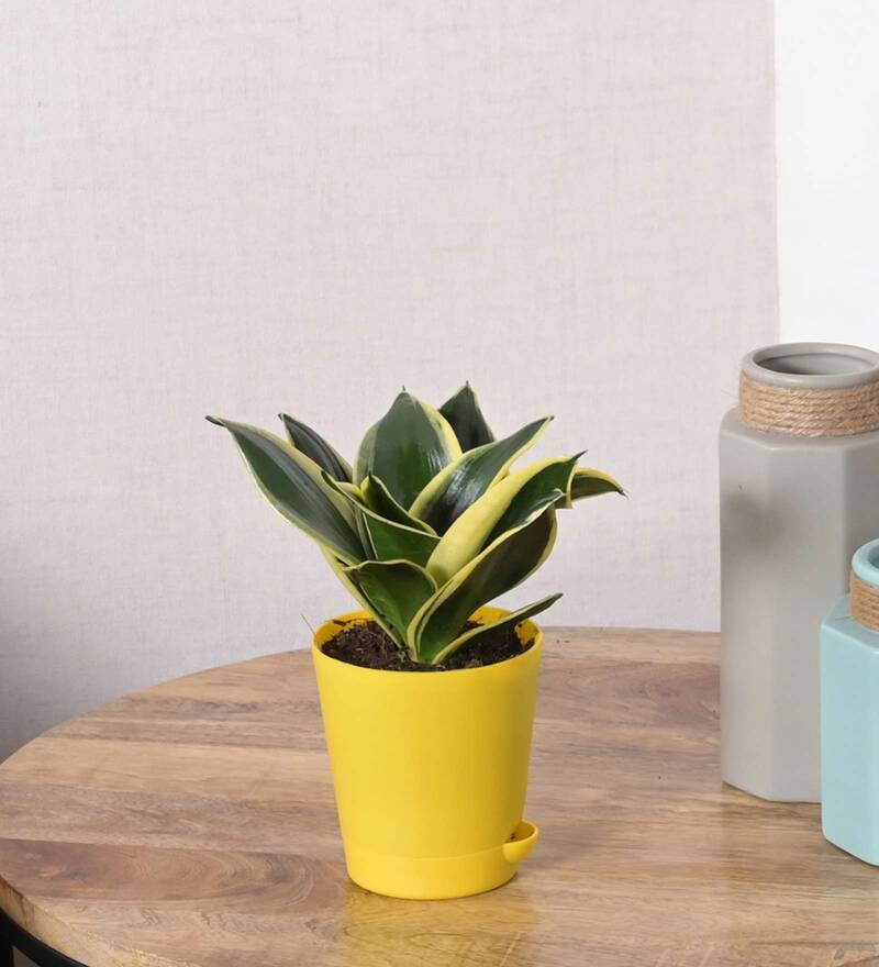 potted plant kept on a wooden table