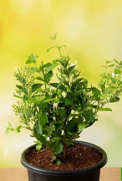 jasmine flower image in dark brown pot placed indoors