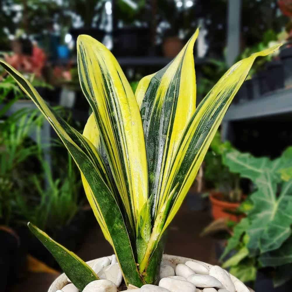 potted snake plant of golden green leaves variety care and benefits at affordable price