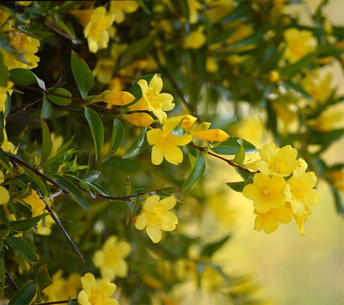 beautiful yellow plant