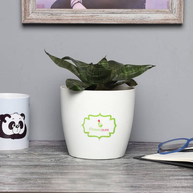 wooden table with potted plant and mug