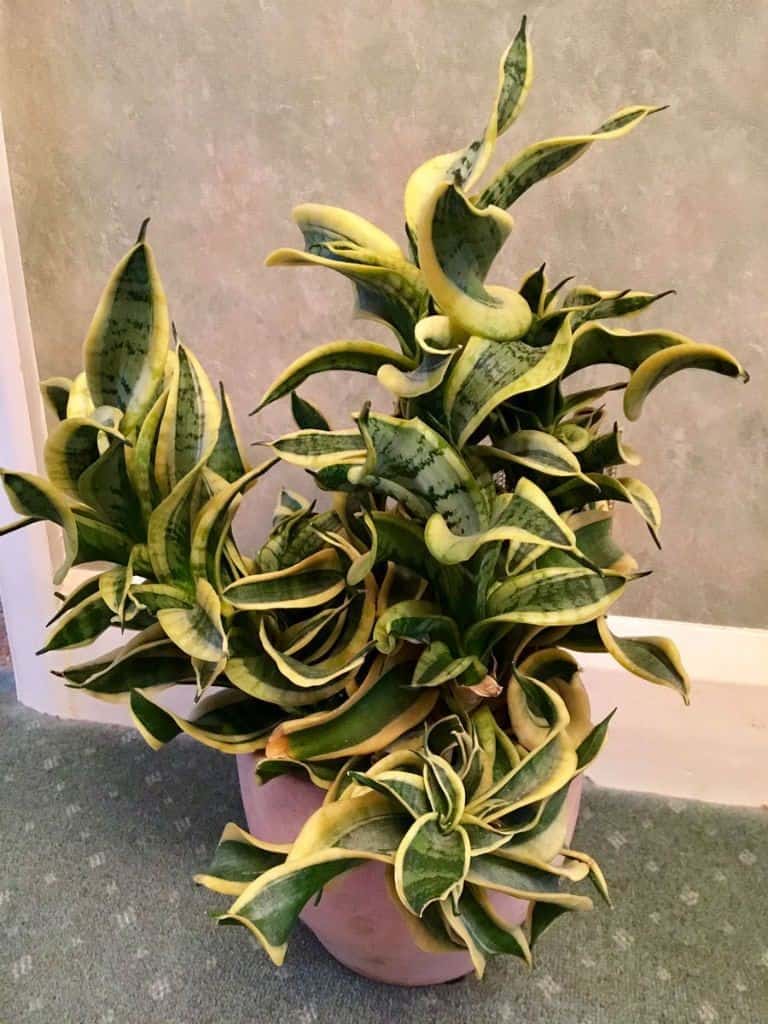 potted snake plant variety, care and benefits at affordable price