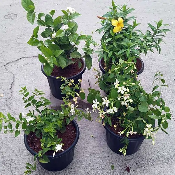 4 potted flowers placed outdoors.