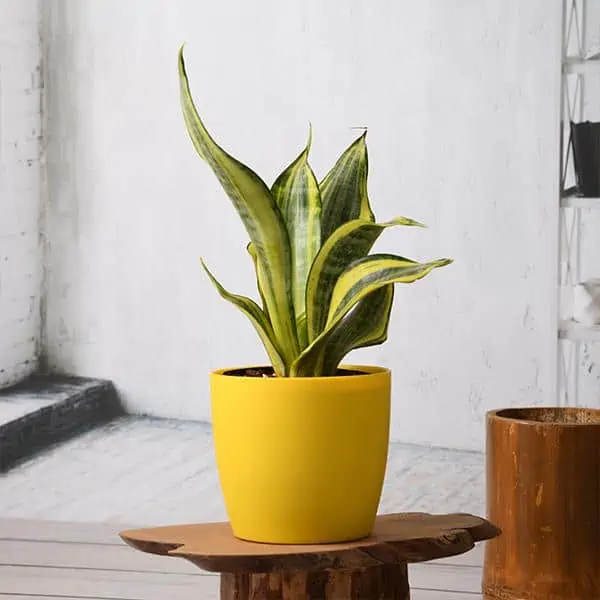 potted succulent kept indoors on a wooden table