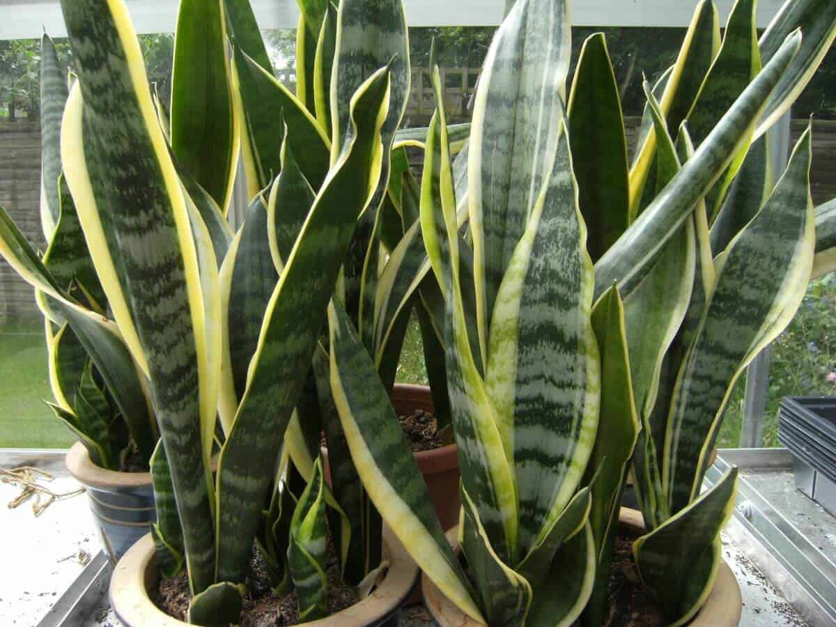 potted snake plant variety, care and benefits with price