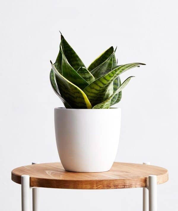 wooden table with a potted plant