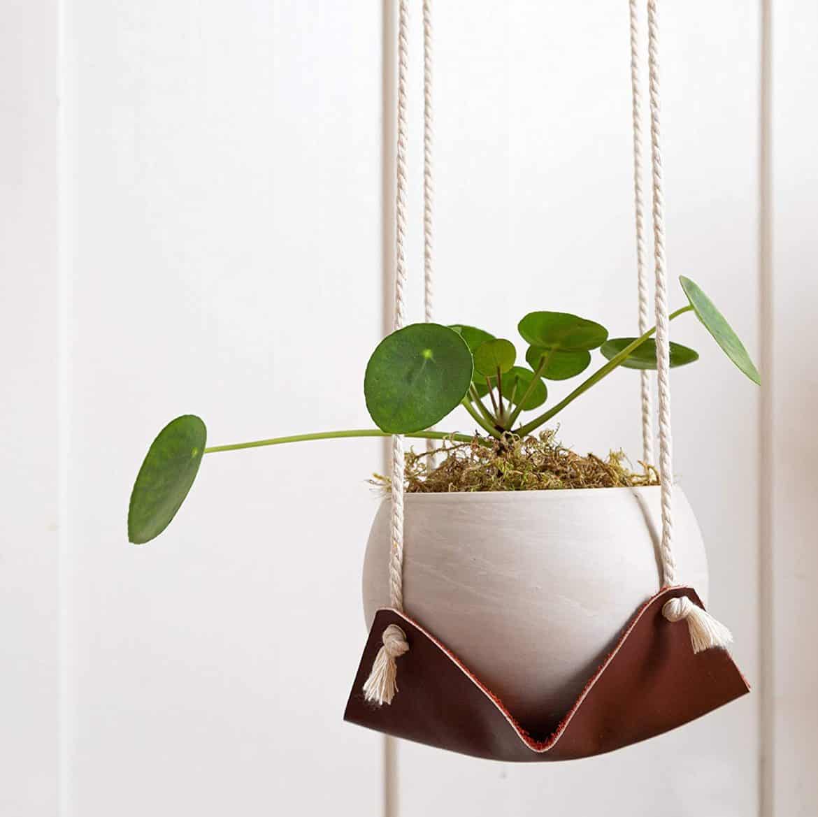 Money Plants: Benefits, Vastu, growing tips & decor ideas (Shop here!)