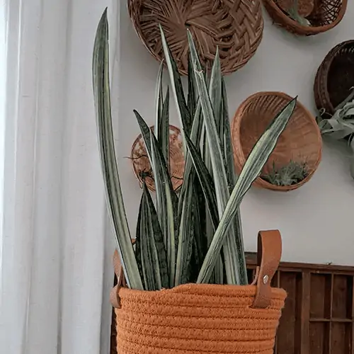 indoor setup with potted succulent