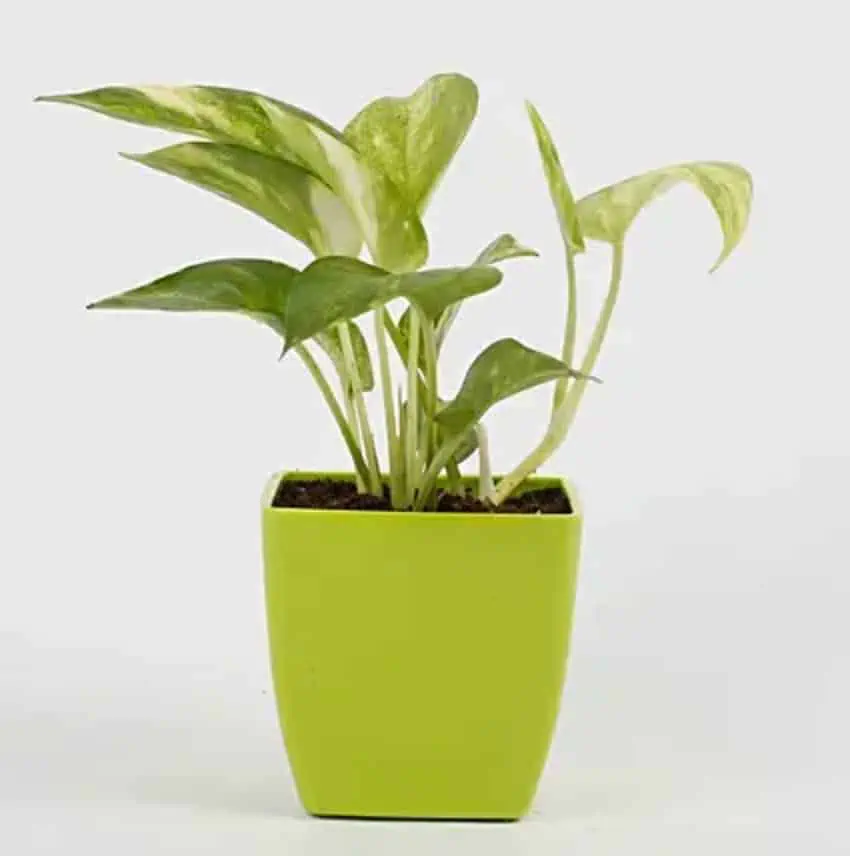  money plant parenting- types images, benefits, Vastu & tips for growth in water with buying & decor option