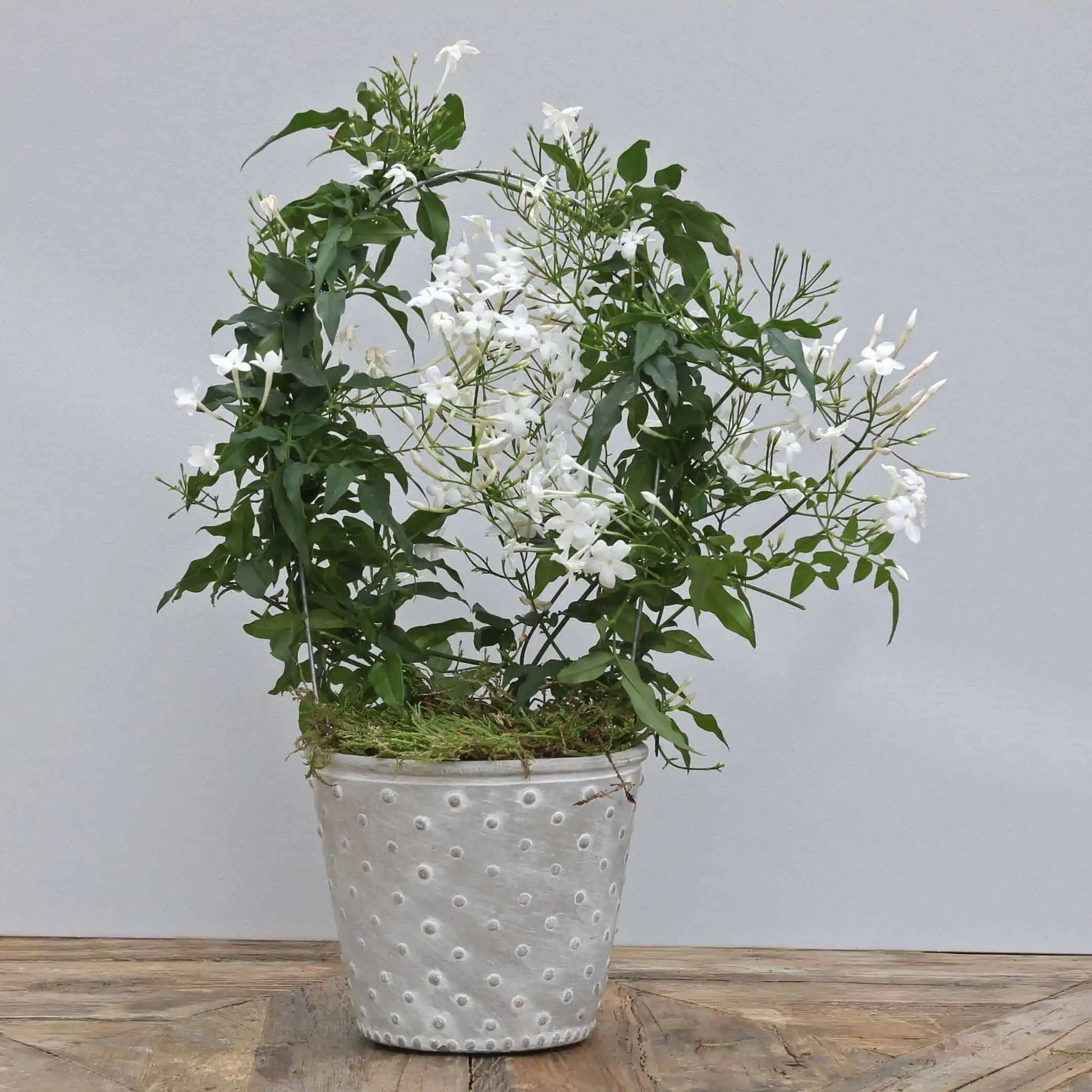 beautiful white plant with green foilage kept on a wooden table.