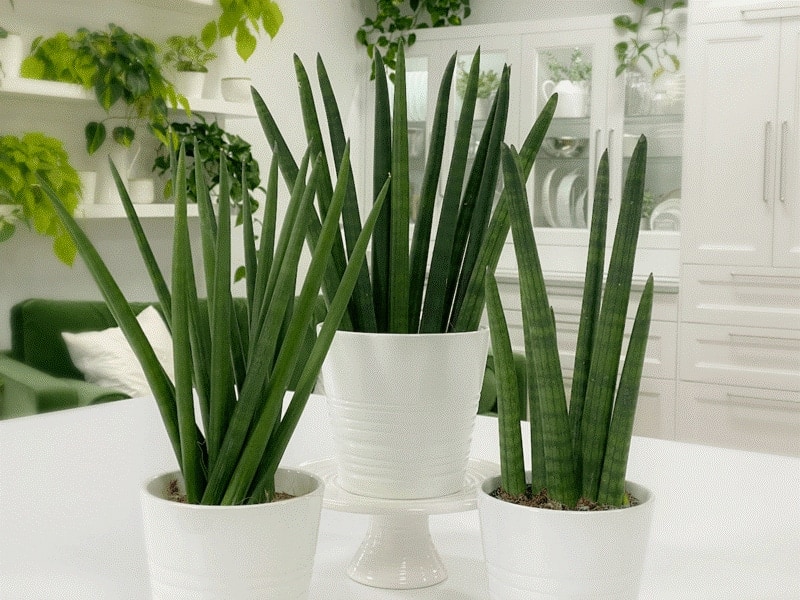 indoor cylindrical variety of snake plant display benefits and care