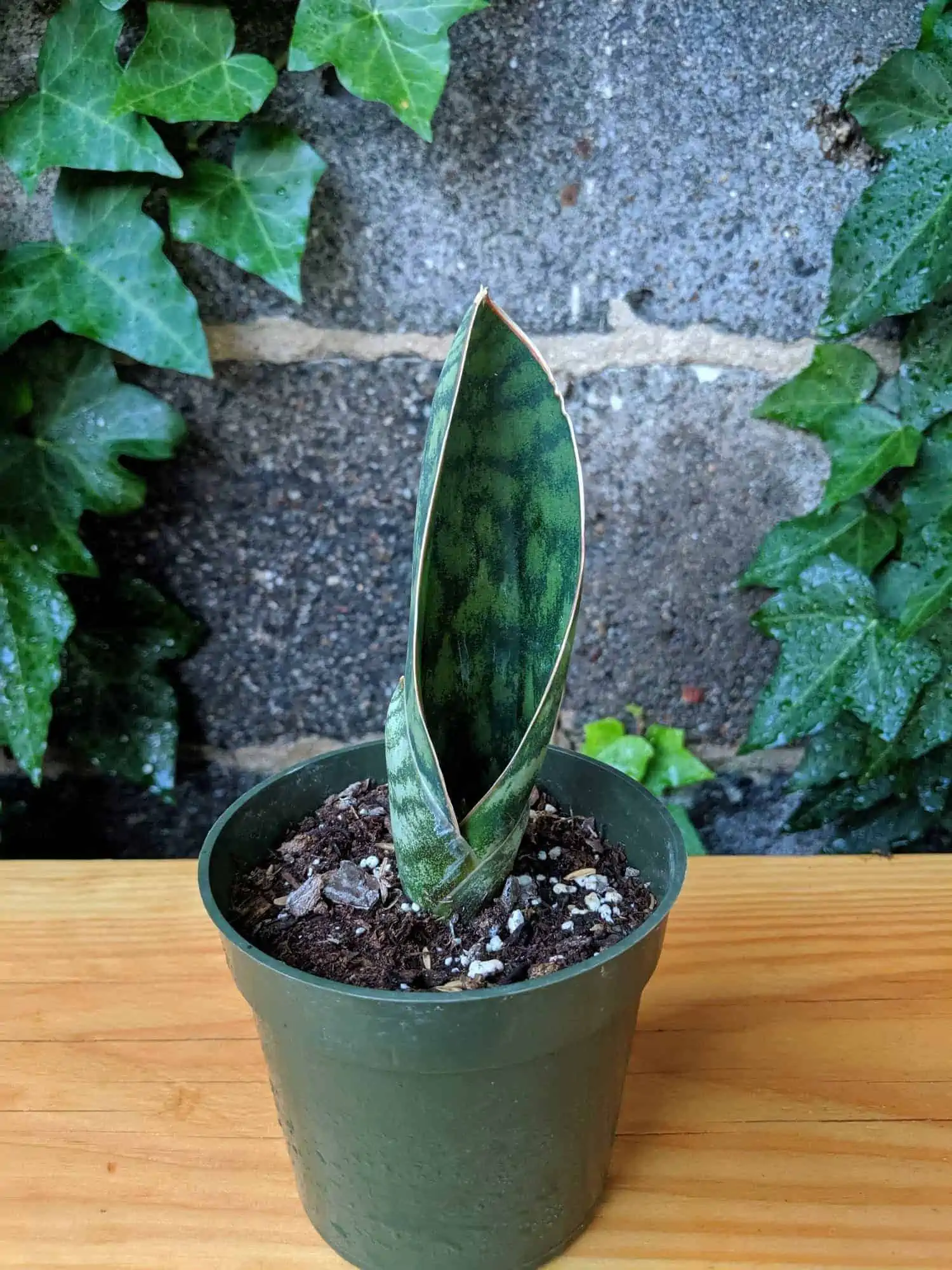 potted succulent