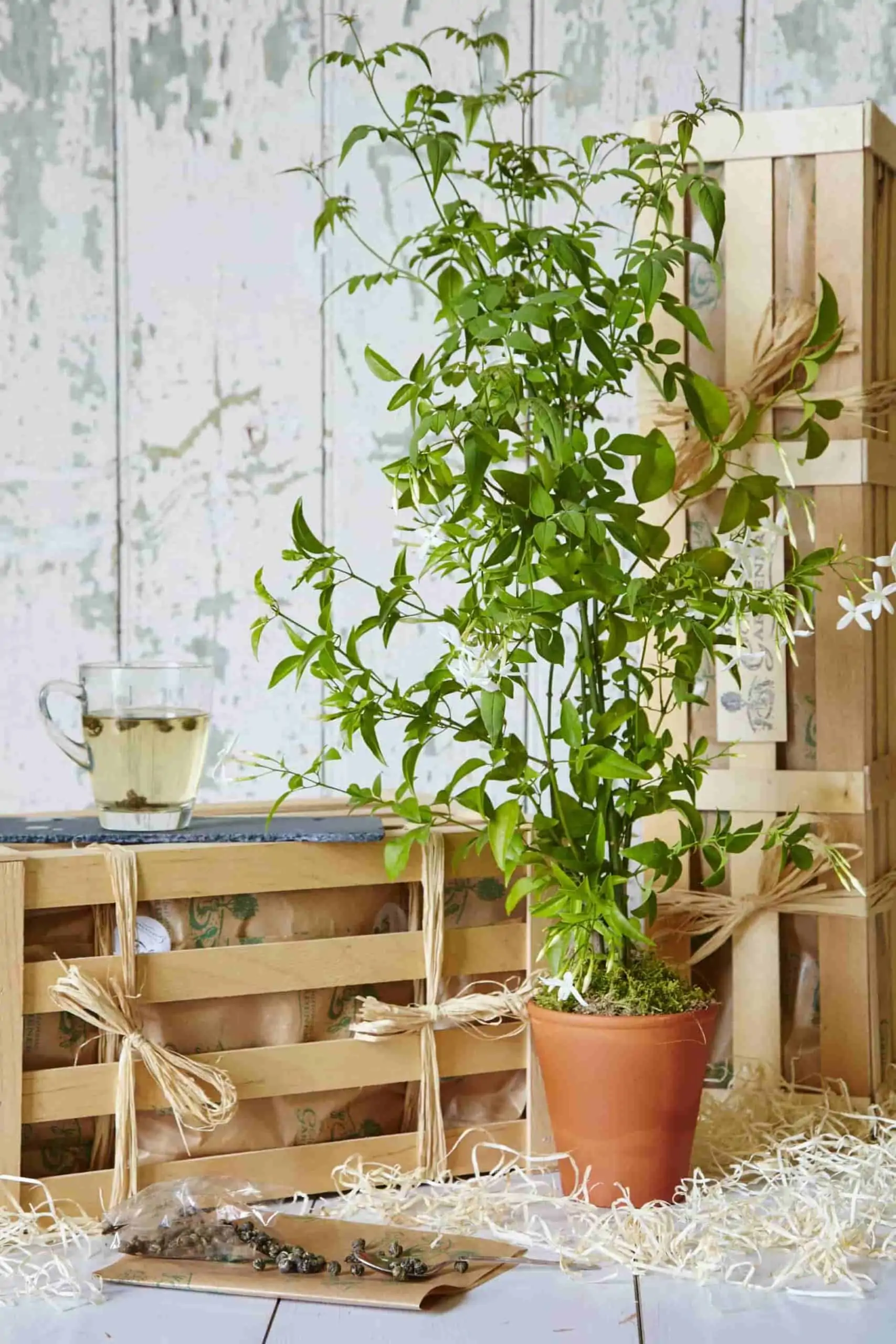 aesthetic indoor plant with wooden boxes in frame.