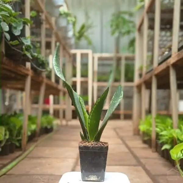 nursery room with potted plants