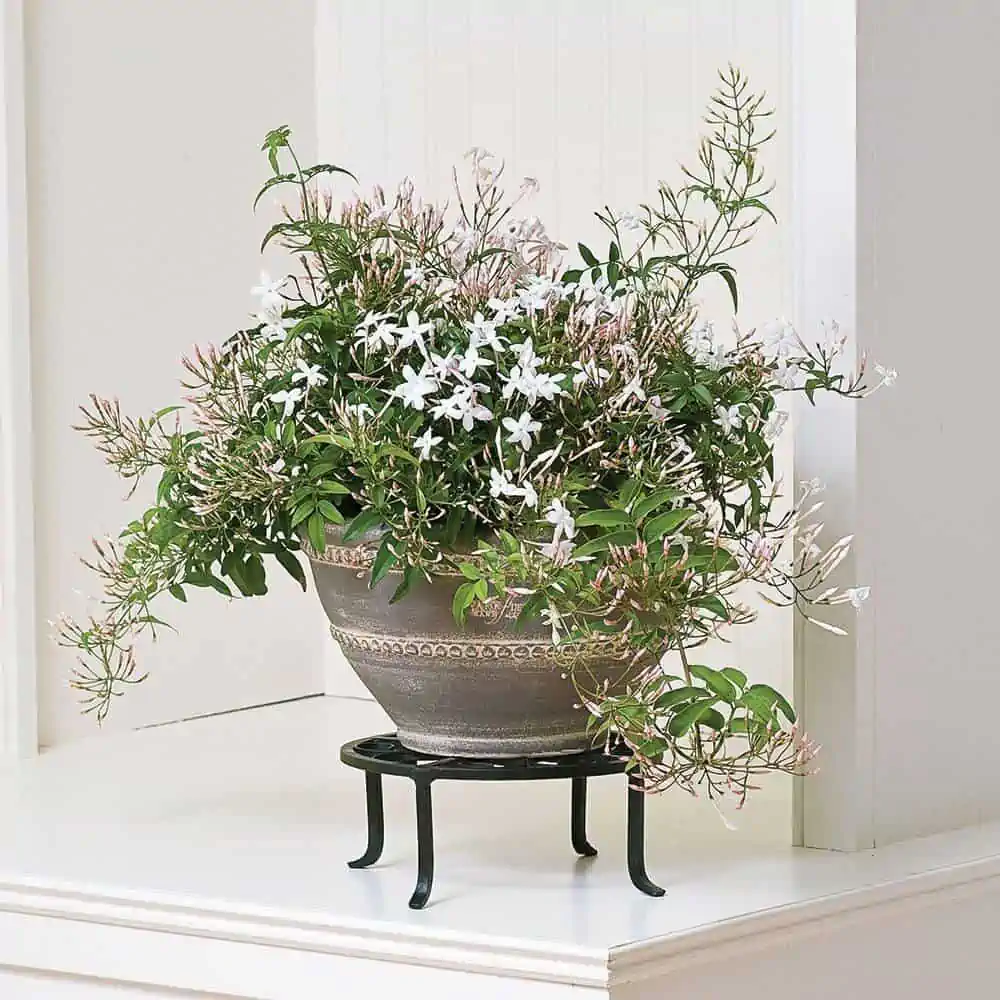 beautiful indoor plant placed on a metal stand