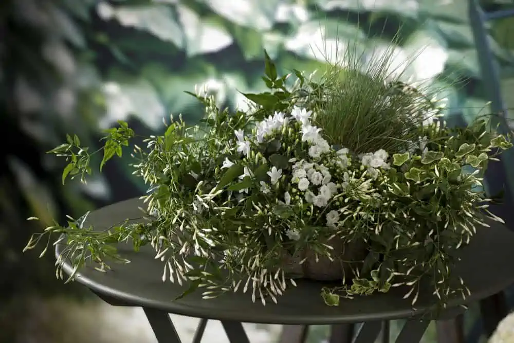beautiful jasmine potted plant kept on a metal table.