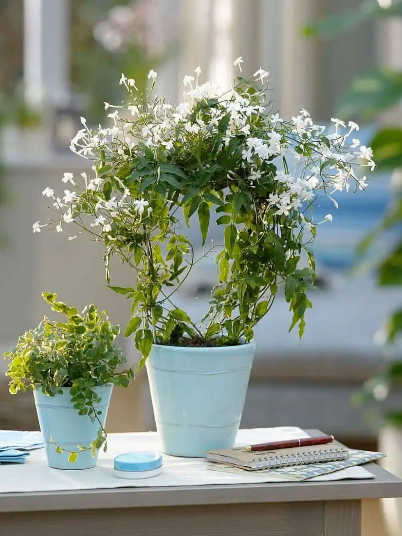 a wooden table with a notebook and two plants.