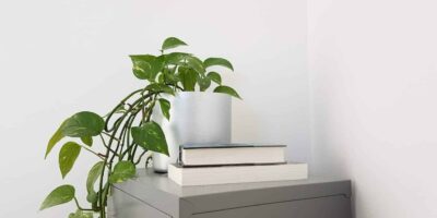 money plant parenting- types images, benefits, Vastu & tips for growth in water with buying & decor option