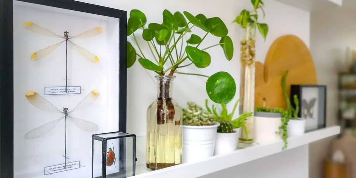 Money Plants: Benefits, Vastu, growing tips & decor ideas (Shop here!)