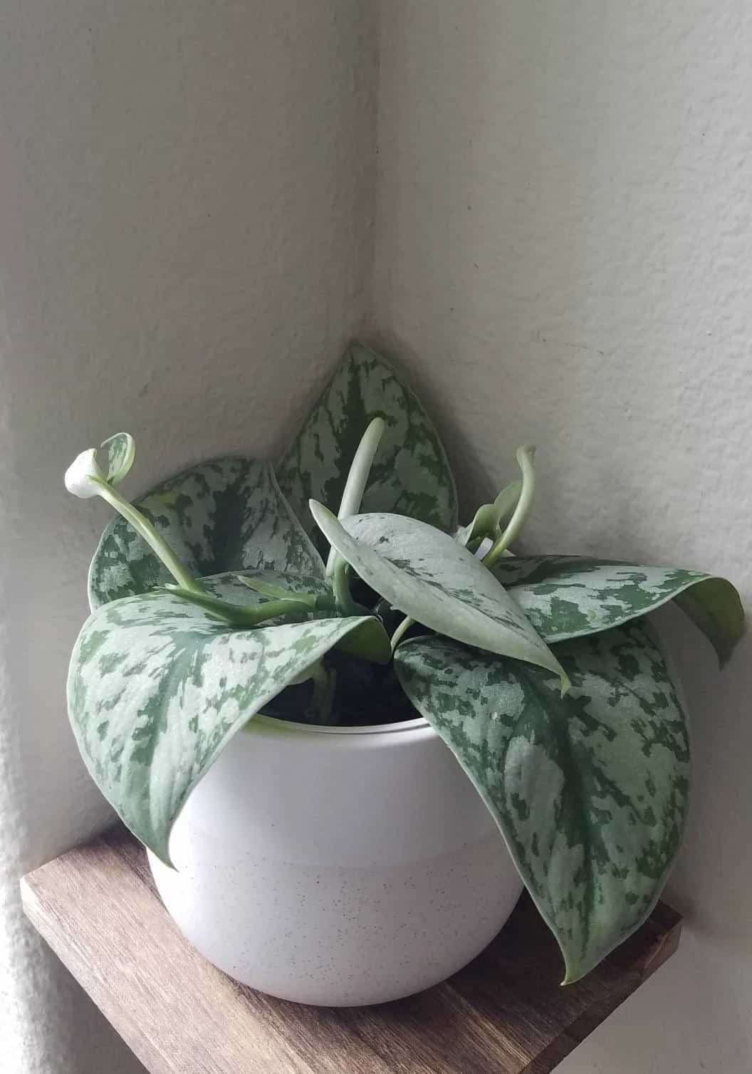 money plant parenting- types images, benefits, Vastu & tips for growth in water with buying & decor option