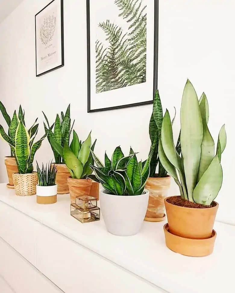 an array of potted plants with wall paintings