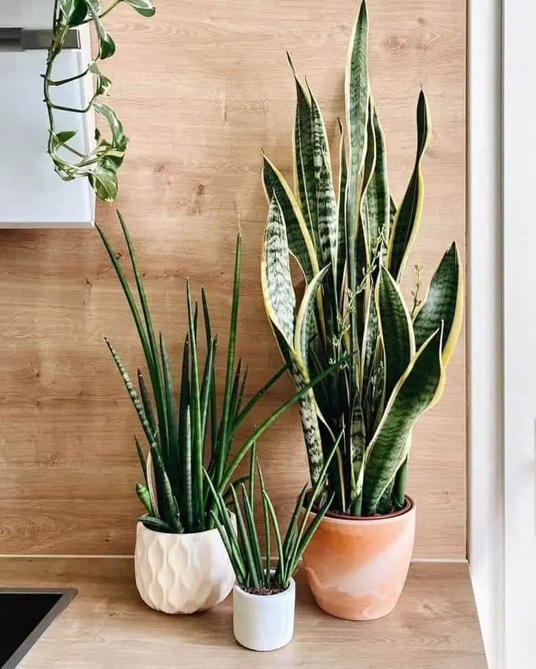 an array of indoor potted plants