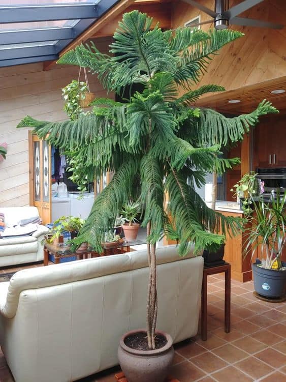 norfolk island pine in a room with sofas and other plants