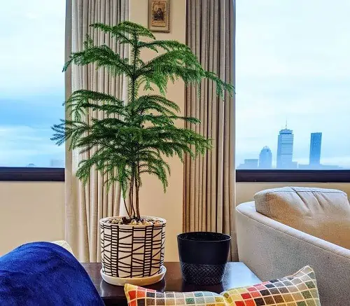 norfolk island pine in a pot on a wooden table, sofa