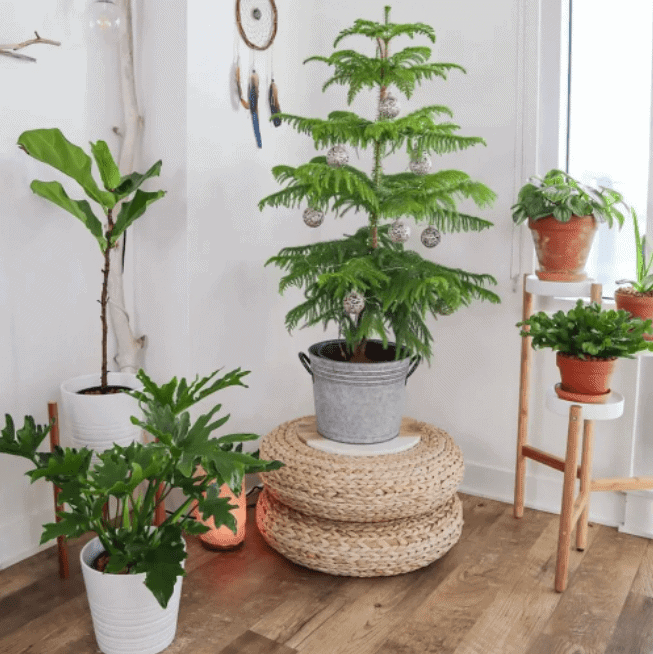 potted plants, corner of the room, white walls