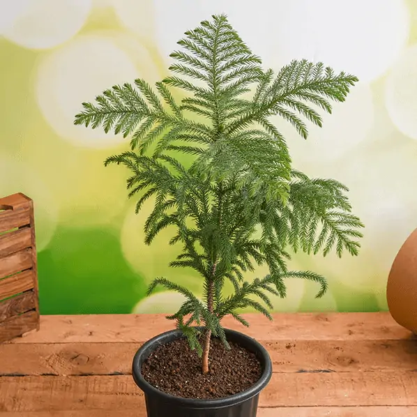 potted plant with soil, norfolk island pine