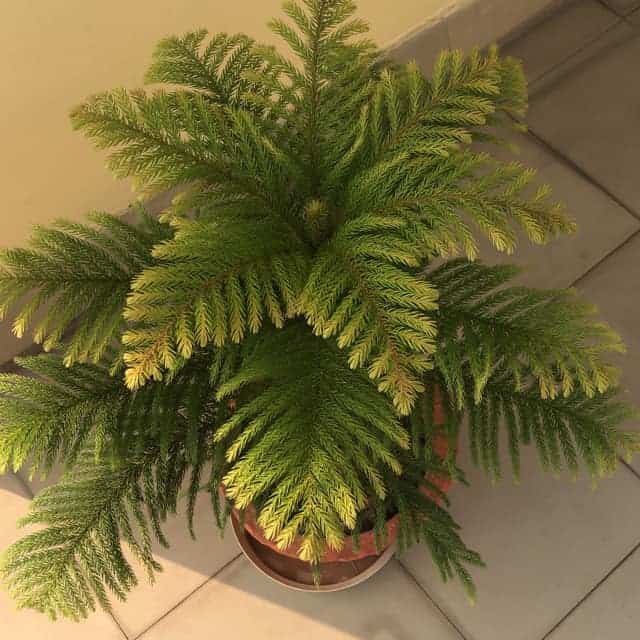 potted norfolk island pine in the corner of a room