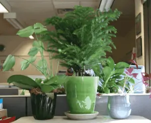 ceramic pots, house plants, on a table, in a room