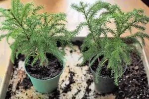 two potted plants on a gardening tray