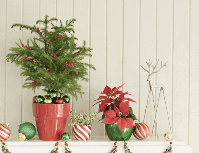 christmas plants and decorations, small potted plants