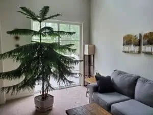 room with gray sofa, norfolk island pine, potted plant, room with big windows, living room