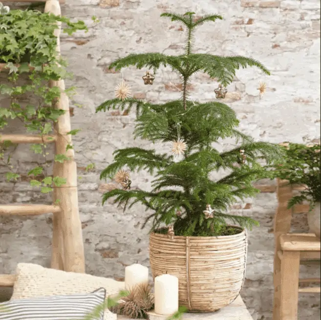 potted tree, decorated room, candles on table, ladder