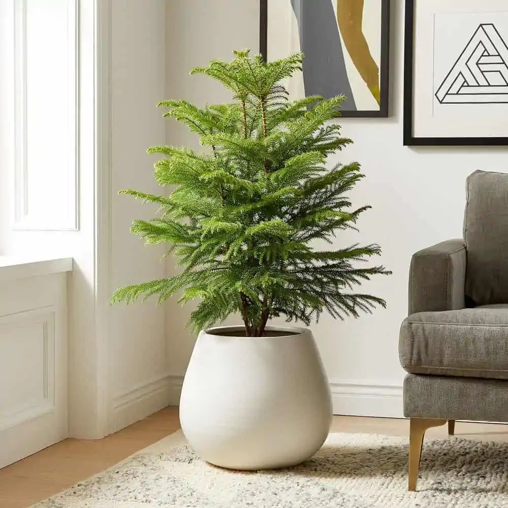 white ceramic pot, norfolk island pine, gray sofa, living room, window, wall hangings