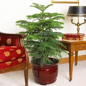 brown ceramic pot, norfolk island pine, table with lamp, red sofa