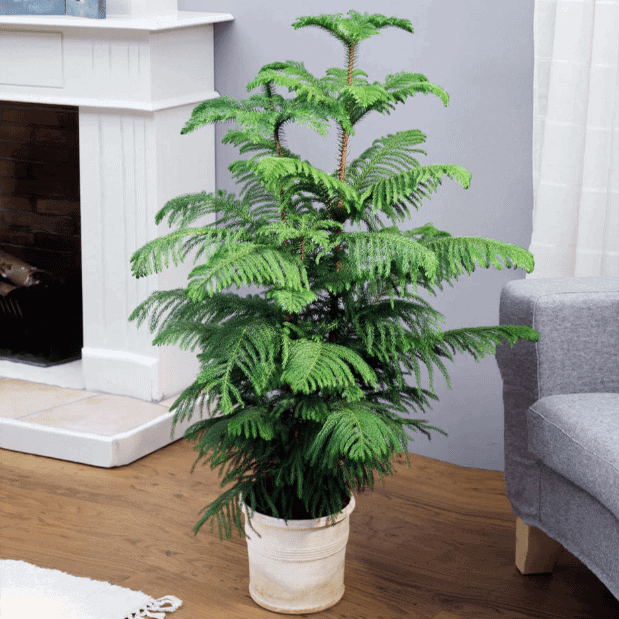 norfolk island pine, off white pot, room with furnace and light gray sofa