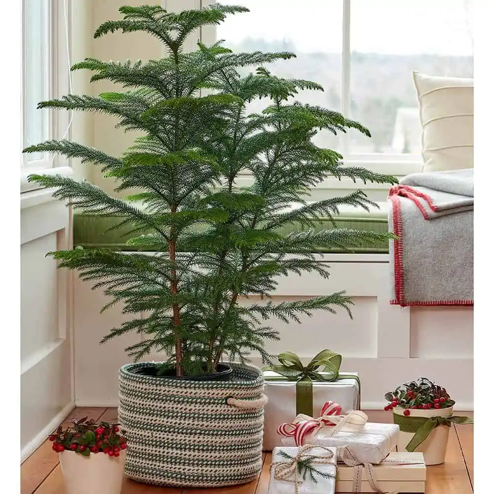 designed pot with norfolk island pine tree, gift boxes, room setting