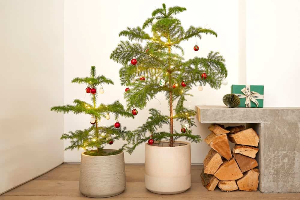 Norfolk Island pine potted, christmas decorations, room corner