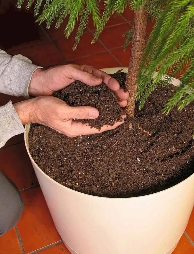 hands holding soil in a pot of a norfolk island pine