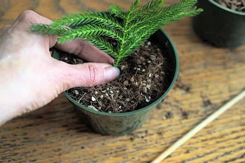 small norfolk island pine been rooted in a small pot