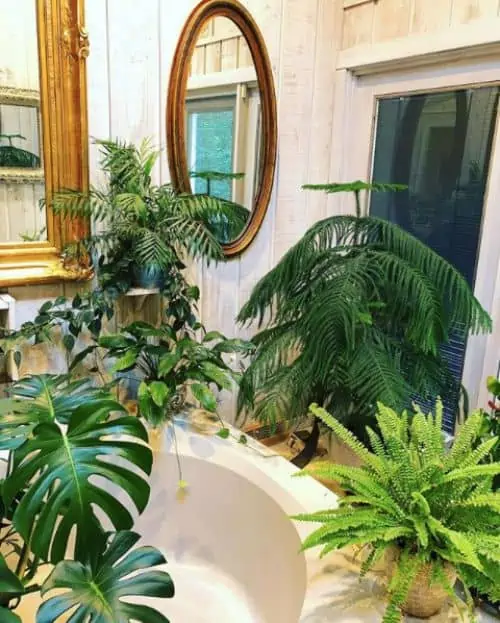 indoor plants, mirrors, potted plants