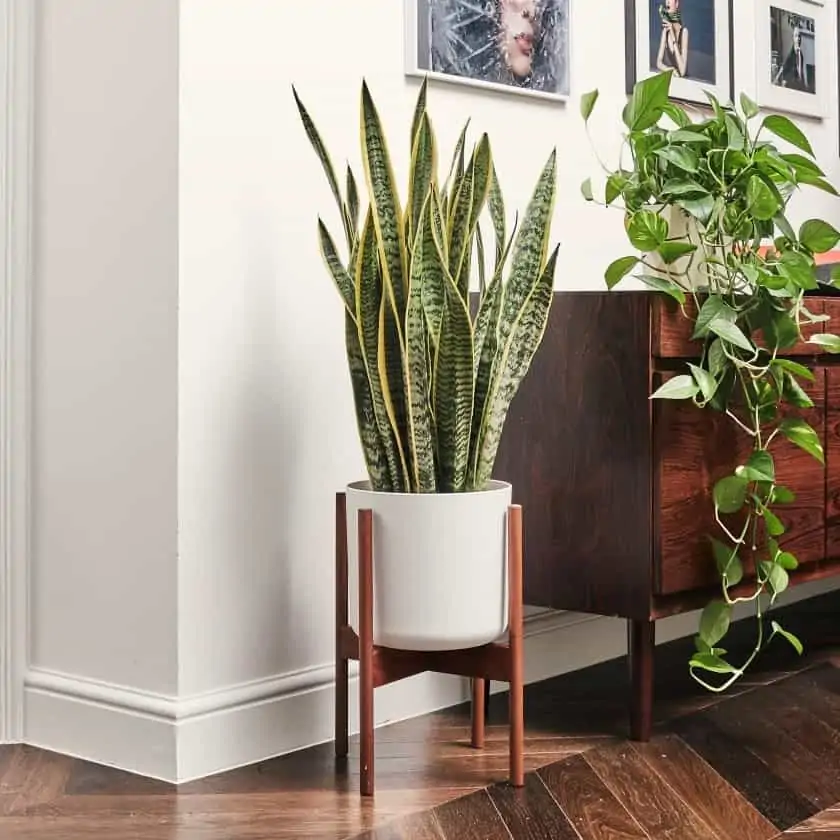 indoor potted succulent with wooden flooring