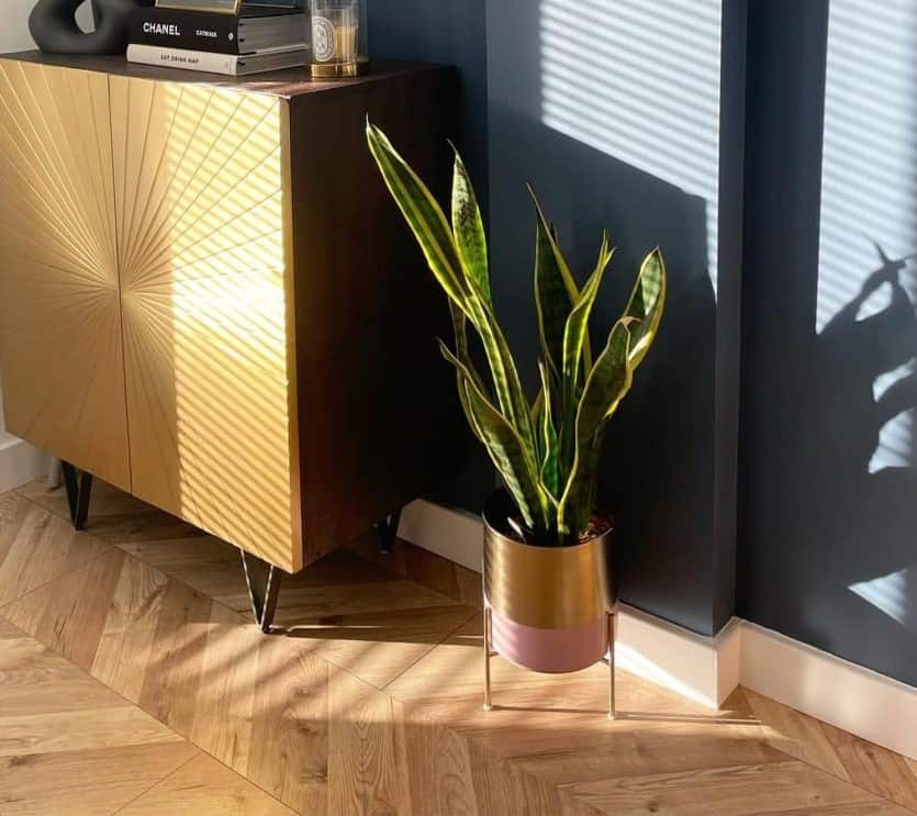 indoor potted plant with wooden furnishing and flooring