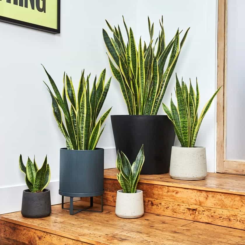 an array of potted plants placed indoor