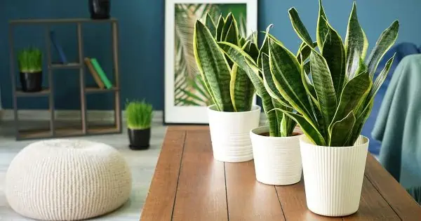 living room with wooden table and potted succulents